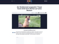 Bild zum Artikel: Am Straßenrand ausgesetzt: Treuer Hund stirbt beim Warten auf seine Besitzer