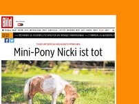Bild zum Artikel: Weidevergiftung - Mini-Pony Nicki ist tot
