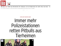 Bild zum Artikel: Vom Tierheim zur K9 - Immer mehr Polizei- Stationen retten Pitbulls