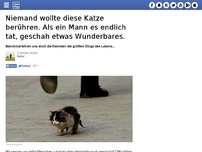 Bild zum Artikel: Niemand wollte diese Katze berühren. Als ein Mann es endlich tat, geschah etwas Wunderbares.