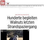 Bild zum Artikel: Herrchen rief dazu auf - Hunderte begleiten Walnuts letzten Strandspaziergang