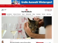 Bild zum Artikel: Bielefeld: Streicheln erwünscht: In Bielefeld eröffnet ein Katzencafé