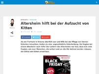 Bild zum Artikel: Altersheim hilft bei der Aufzucht von Kitten