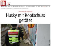 Bild zum Artikel: Er lag neben den Gleisen - Husky mit Kopfschuss getötet