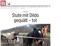 Bild zum Artikel: Sadistisch! - Stute mit Dildo gequält – tot