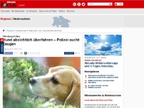 Bild zum Artikel: Fahndung im Harz - Hund absichtlich überfahren – Polizei sucht Zeugen