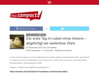 Bild zum Artikel: Der erste Tag im Leben eines Kükens – abgefertigt wie seelenlose Ware