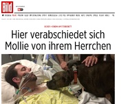 Bild zum Artikel: Hündin am Sterbebett - Hier verabschiedet sich Mollie von ihrem Herrchen