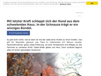 Bild zum Artikel: Mit letzter Kraft schleppt sich der Hund aus dem schwelenden Haus. In der Schnauze trägt er ein winziges Bündel.