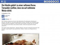 Bild zum Artikel: Die Hündin gehört zu einer seltenen Rasse. Tierquäler wollten, dass sie auf schlimme Weise stirbt.