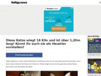 Bild zum Artikel: Diese Katze wiegt 16 Kilo und ist über 1,20m lang! Könnt ihr euch sie als Haustier vorstellen?