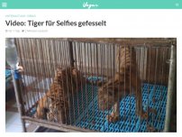 Bild zum Artikel: Video: Tiger für Selfies gefesselt