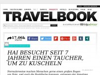 Bild zum Artikel: Hai besucht seit 7 Jahren
einen Taucher, um mit
ihm zu kuscheln