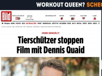 Bild zum Artikel: Hund gequält! - Tierschützer stoppen Film mit Dennis Quaid