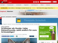 Bild zum Artikel: Steuer-Debatte - Schlimmer als Hunde: Liebe Katzenfreunde, zahlt endlich für eure Schmutztiger!