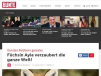 Bild zum Artikel: Von der Pelzfarm gerettet: Füchsin Ayla verzaubert die ganze Welt!