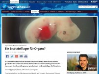 Bild zum Artikel: US-Forscher schaffen Hybrid aus Mensch und Schwein