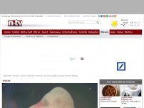 Bild zum Artikel: Zellen erstmals vermischt: Forscher züchten Schwein-Mensch-Embryo