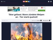 Bild zum Artikel: Täter gefasst: Mann zündete Welpen an - Tier starb qualvoll