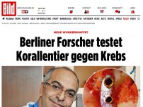 Bild zum Artikel: *** BILDplus Inhalt *** Jalid Sehouli (49) - Professor gibt Krebs- Patienten Hoffnung