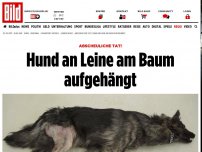 Bild zum Artikel: Abscheuliche Tat! - Hund am Baum aufgehängt