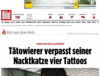 Bild zum Artikel: Tierschützer alarmiert - Tätowierer verpasst seiner Nacktkatze vier Tattoos