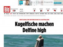 Bild zum Artikel: Erstaunliche Beobachtung - Kugelfische machen Delfine high