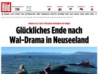 Bild zum Artikel: Über 200 Säuger gerettet - Glückliches Ende nach Wal-Drama in Neuseeland