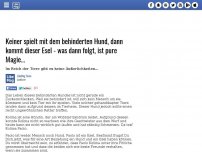 Bild zum Artikel: Keiner spielt mit dem behinderten Hund, dann kommt dieser Esel - was dann folgt, ist pure Magie...