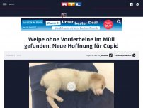 Bild zum Artikel: Welpe ohne Vorderbeine im Müll gefunden: Neue Hoffnung für Cupid