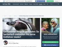 Bild zum Artikel: Gestohlener Pinguin gefunden: So barbarisch metzelten ihn seine Entführer nieder!