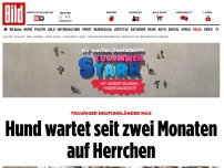 Bild zum Artikel: Trauriger Max - Trauriger Hund wartet seit zwei Monaten auf Herrchen