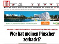 Bild zum Artikel: Mischling „Rambo“ getötet - Wer hat meinen Pinscher zerhackt?