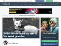 Bild zum Artikel: Weil er nervte - Hund aus dem 11. Stockwerk geworfen