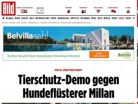 Bild zum Artikel: Peta protestiert - Tierschutz-Demo gegen Hundeflüsterer