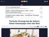 Bild zum Artikel: Tierische Fürsorge bei der Geburt: Dieser Katzenpapa rührt das Netz