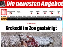 Bild zum Artikel: In Tunesien - Krokodil im Zoo gesteinigt