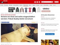 Bild zum Artikel: Mutter wollte Kinder ertränken - Rettete ein Kind und sollte eingeschläfert werden: Pitbull Buddy bleibt verschont