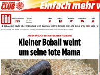 Bild zum Artikel: Drama in der Wilhelma - Kleiner Bobali weint um seine tote Mama