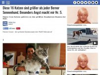 Bild zum Artikel: Diese 16 Katzen sind größer als jeder Berner Sennenhund. Besonders Angst macht mir Nr. 5.