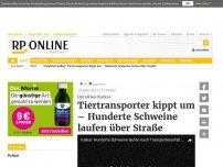 Bild zum Artikel: Unfall bei Kalkar - Tiertansporter kippt um – Schweine laufen über Straße