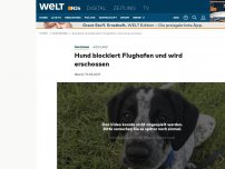 Bild zum Artikel: Auckland: Hund blockiert Flughafen und wird erschossen