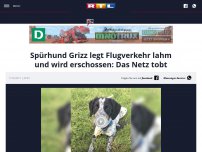 Bild zum Artikel: Spürhund Grizz legt Flugverkehr lahm und wird erschossen: Das Netz tobt