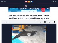 Bild zum Artikel: Zur Belustigung der Zuschauer: Zirkus-Delfine leiden unvorstellbare Qualen