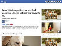 Bild zum Artikel: Diesen 10 Nahrungsmitteln kann kein Hund widerstehen – Und sie sind sogar sehr gesund für ihn.