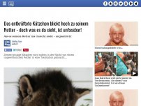 Bild zum Artikel: Das entkräftete Kätzchen blickt hoch zu seinem Retter - doch was es da sieht, ist unfassbar!