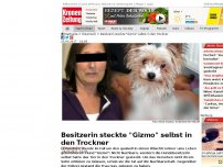 Bild zum Artikel: Besitzerin steckte 'Gizmo' selbst in den Trockner