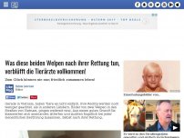 Bild zum Artikel: Was diese beiden Welpen nach ihrer Rettung tun, verblüfft die Tierärzte vollkommen!