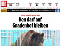 Bild zum Artikel: Zirkus verzichtet auf Bär - Ben darf auf Gnadenhof bleiben