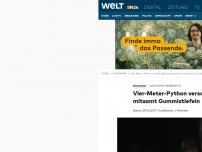 Bild zum Artikel: Von hinten überrascht: Vier-Meter-Python verschlingt Mann mitsamt Gummistiefeln